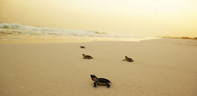 Hawksbill turtles